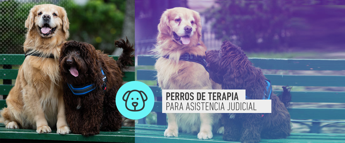 Programa Perros de Terapia para Asistencia Judicial